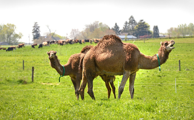 Lancaster camel clearance