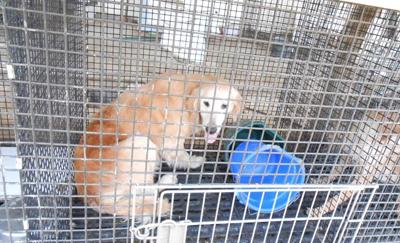 7 Lancaster County Kennels Listed Among Humane Society S Horrible