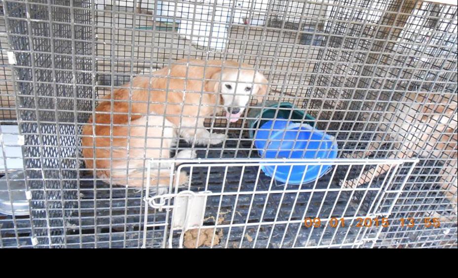 7 Lancaster County kennels listed among Humane Society's 'Horrible 100