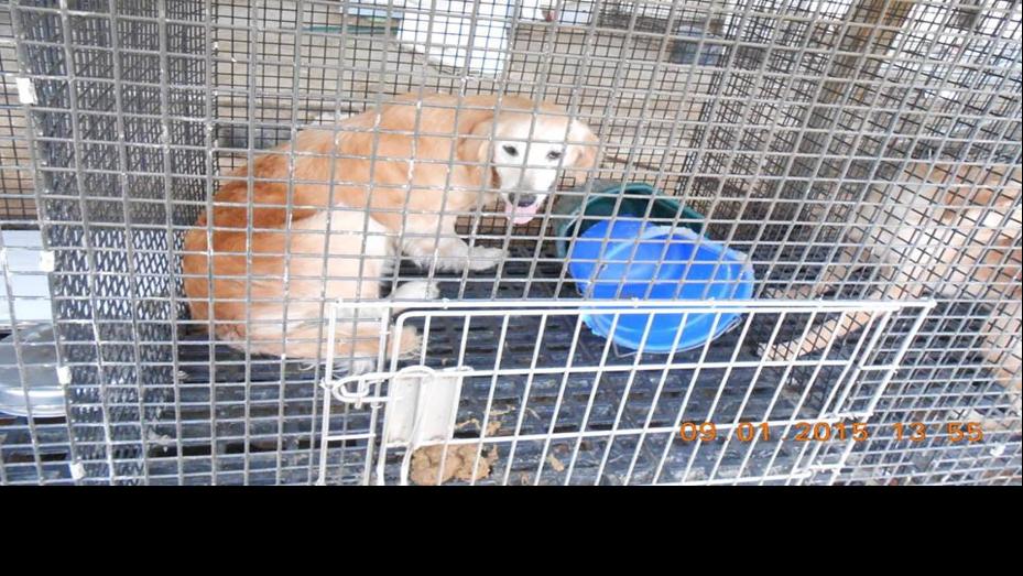 7 Lancaster County kennels listed among Humane Society's 'Horrible 100' breeding facilities