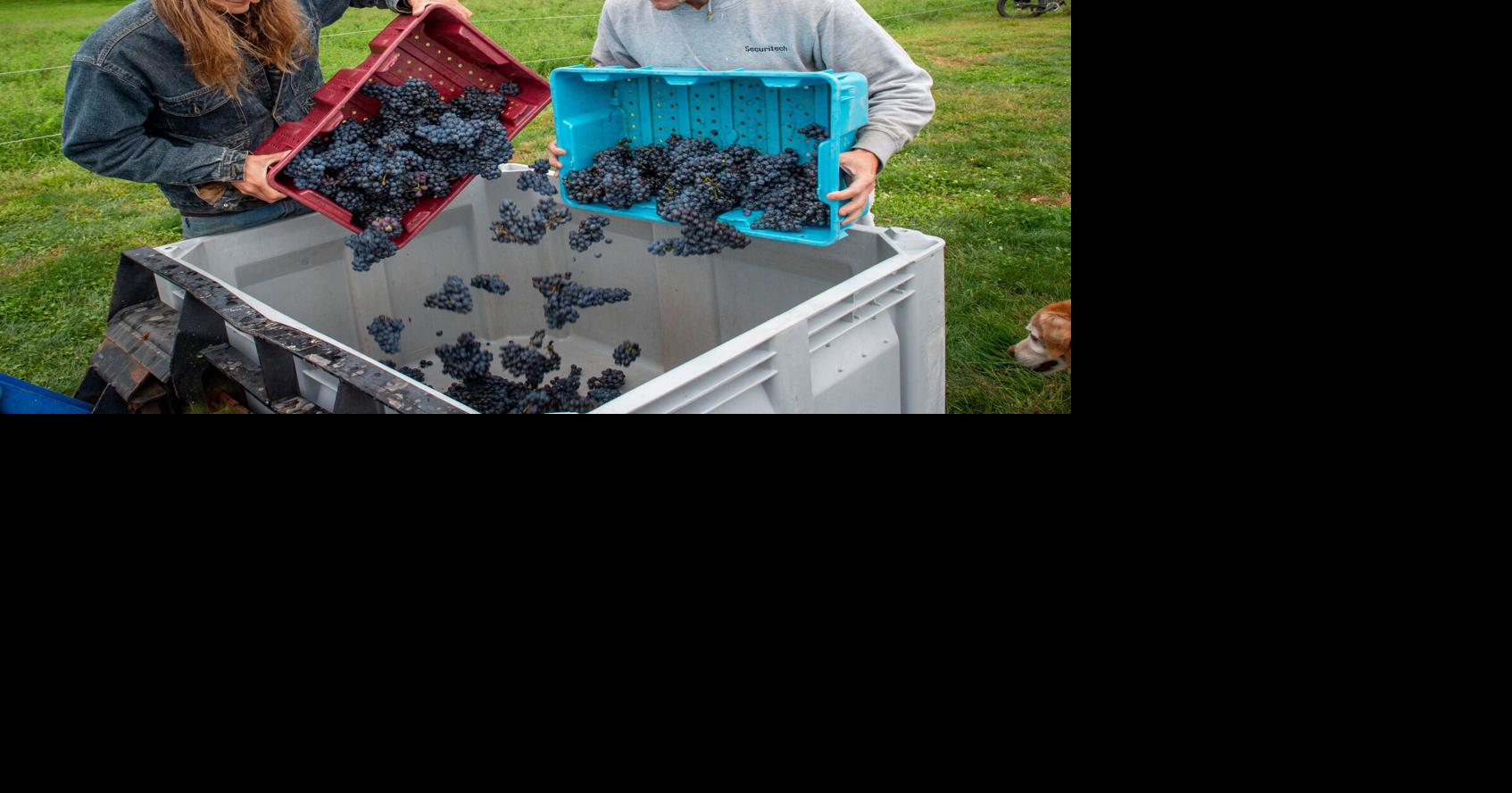 What grapes can you grow in central Pennsylvania? A look at our region