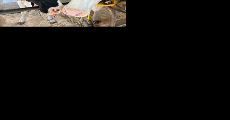 What types of cows are in Lancaster County? A guide to some of the breeds you'll find - Vimarsana News