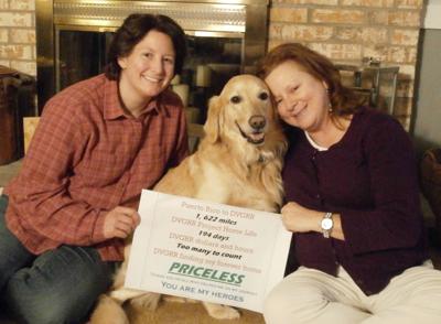 Golden Retriever Rescue Group Brings Dogs Here From Puerto Rico Together Lancasteronline Com