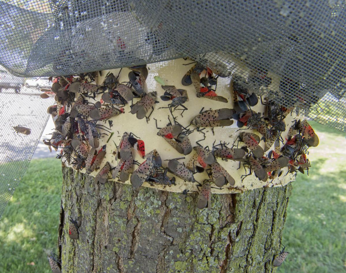 Event to make free traps available to catch, kill destructive spotted lanternflies Local News