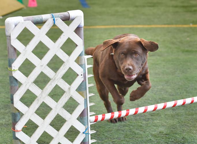 Rocky Creek Dog Agility 26.jpg