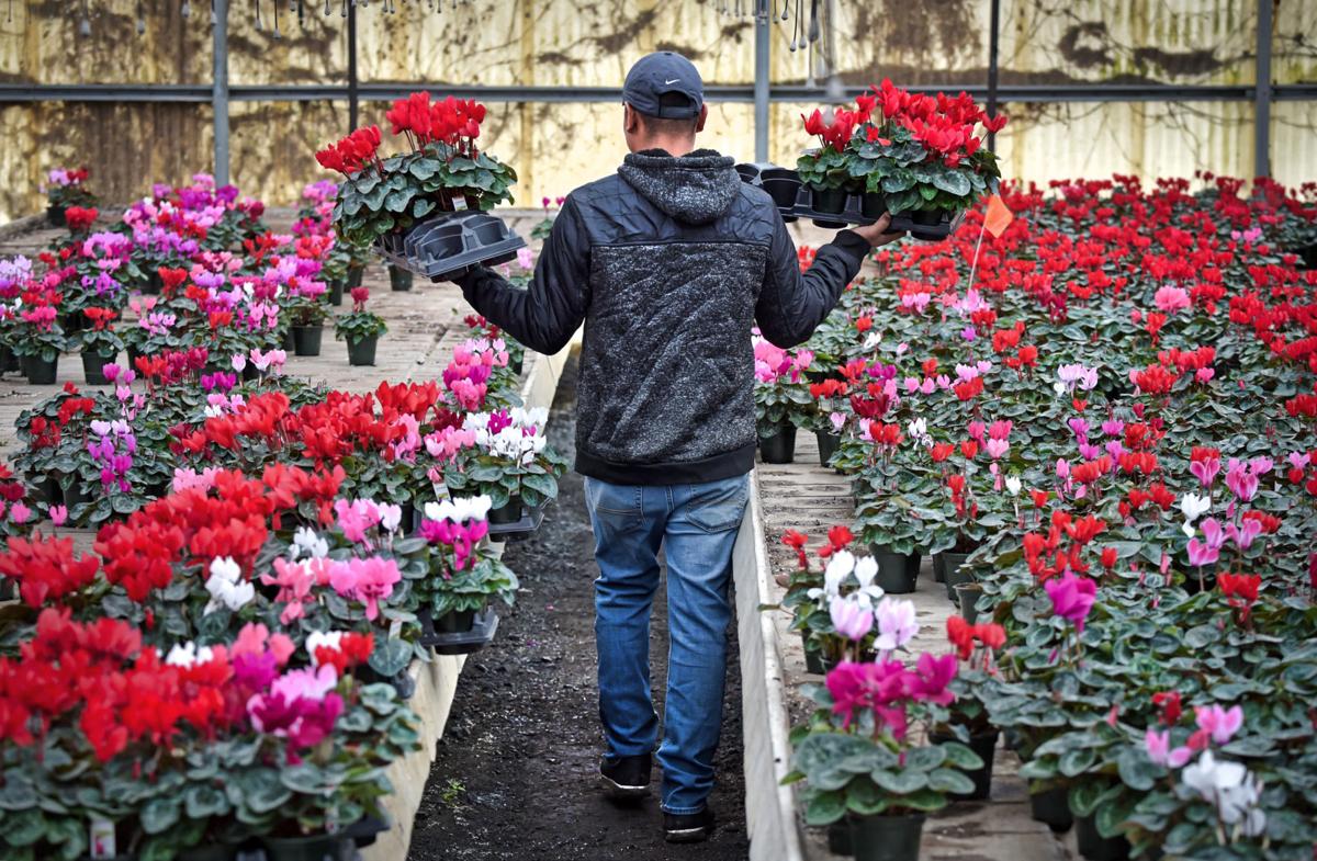 Peek Inside The Biggest Greenhouses Of Lancaster County Starting