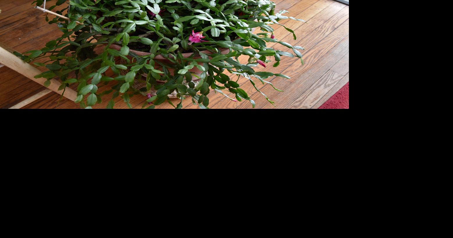 A Christmas cactus can last for generations; how to grow your own and get more blooms