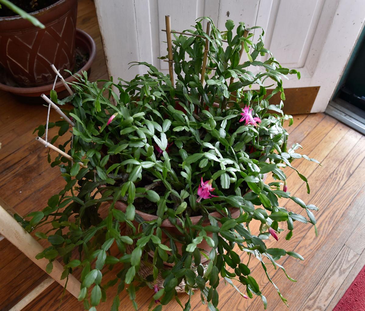 A Christmas cactus can last for generations; how to grow ...