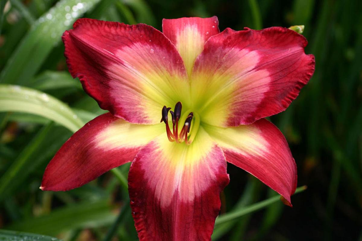 29 Photos Of Award Winning Custom Daylilies From This Manheim Township Garden And How He Grew Them Photos Food Living Lancasteronline Com