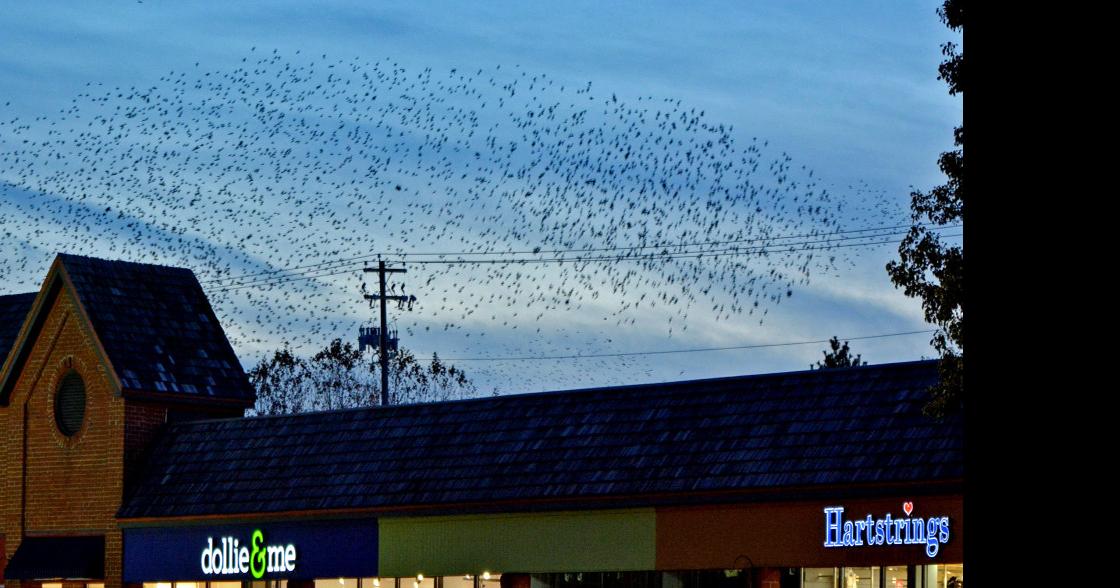 Watch: Why are thousands of black birds swarming in waves near Rockvale