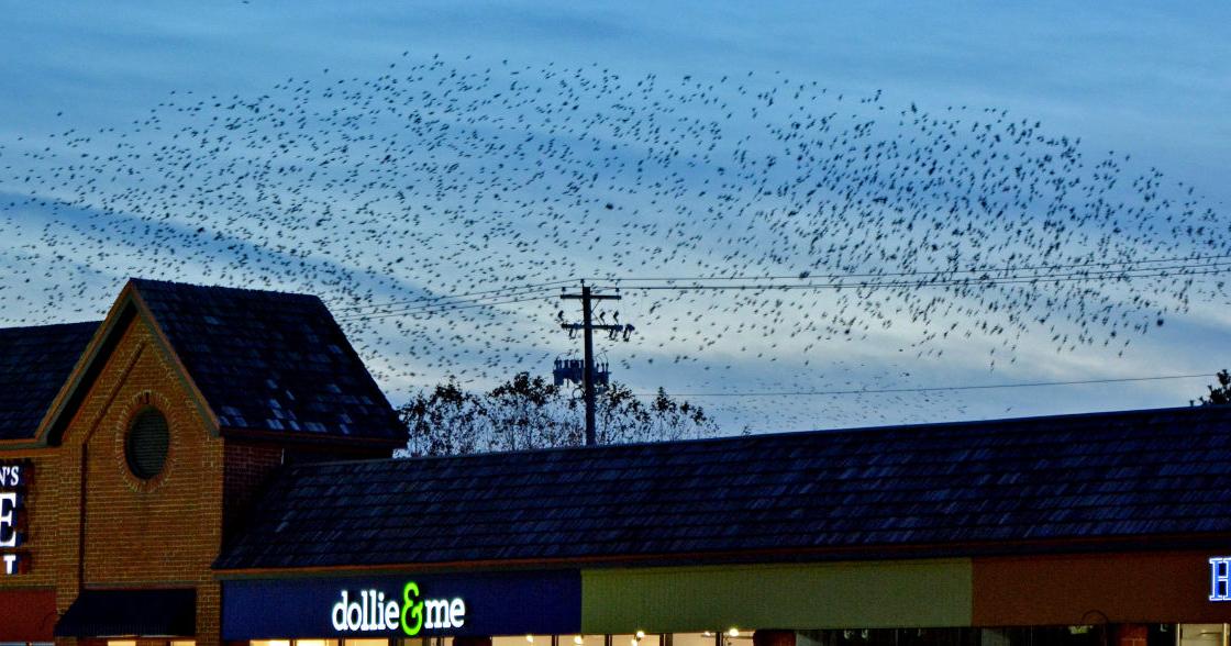 Watch: Why are thousands of black birds swarming in waves near Rockvale