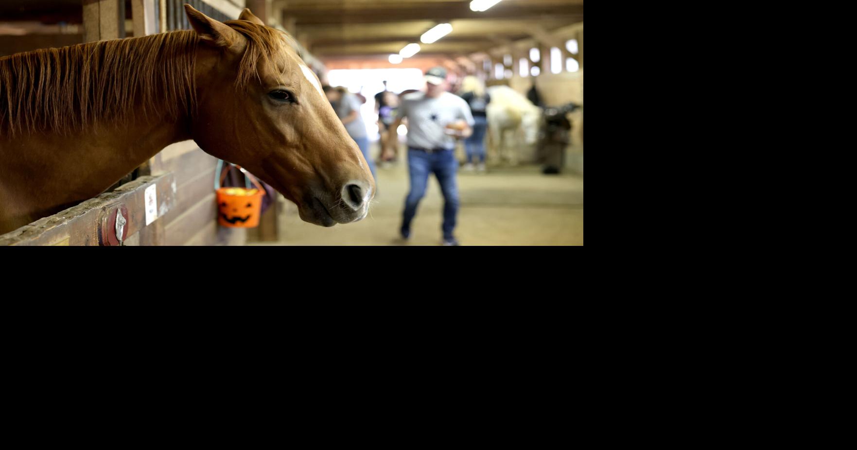 Shadow Hill Stables in Elizabethtown celebrates fall with pony rides ...