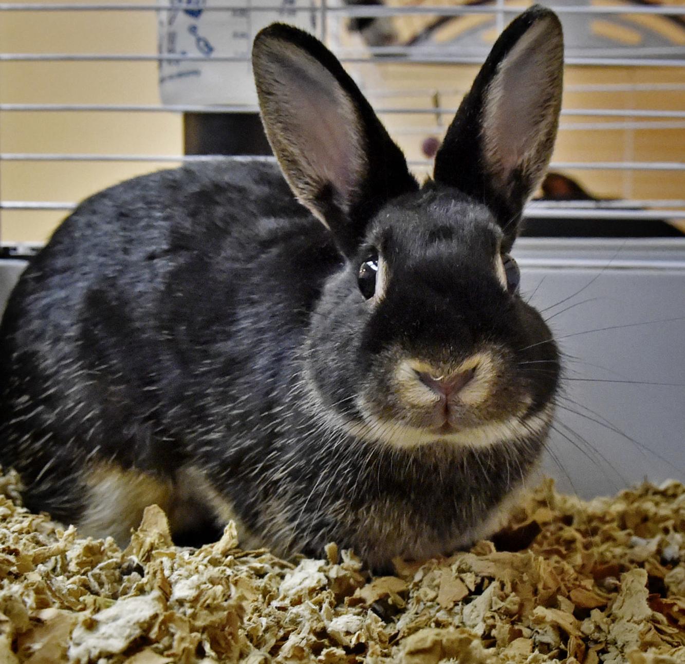 Pet of the week Adopt Poppy, a 1yearold rabbit Local News