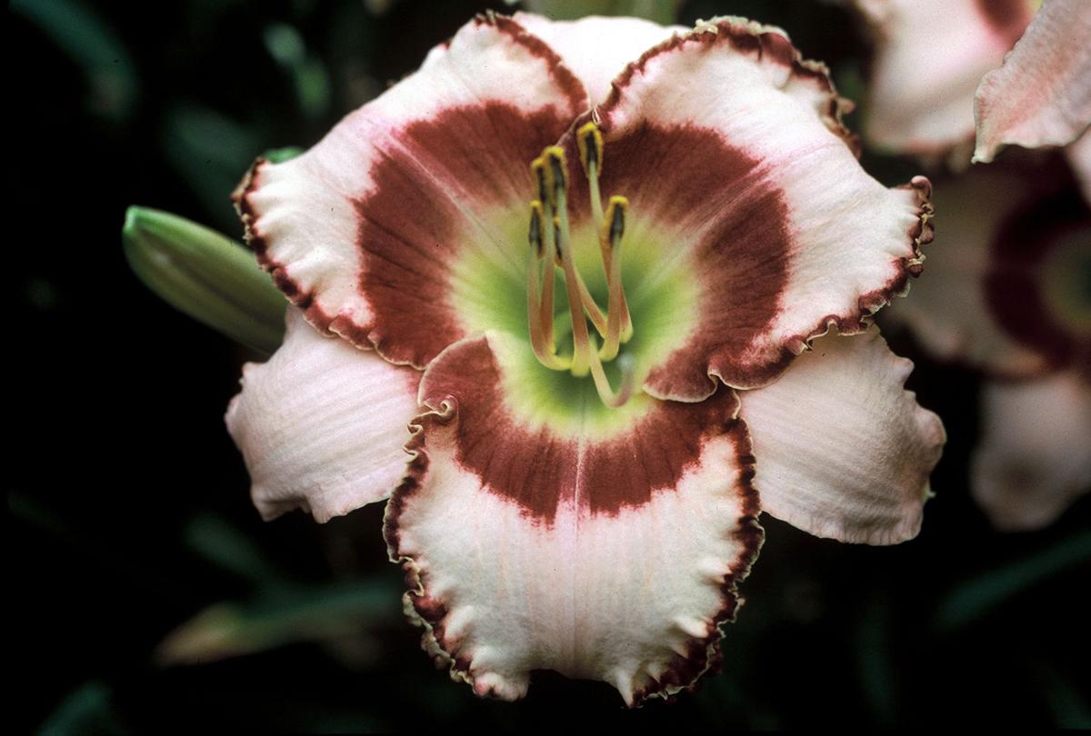 29 Photos Of Award Winning Custom Daylilies From This Manheim Township Garden And How He Grew Them Photos Food Living Lancasteronline Com