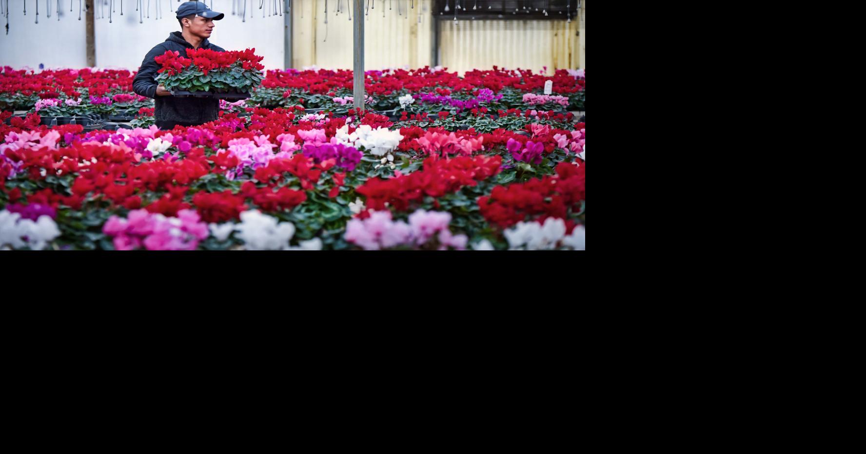 Tour 10 Lancaster County greenhouses growing houseplants, flowers and