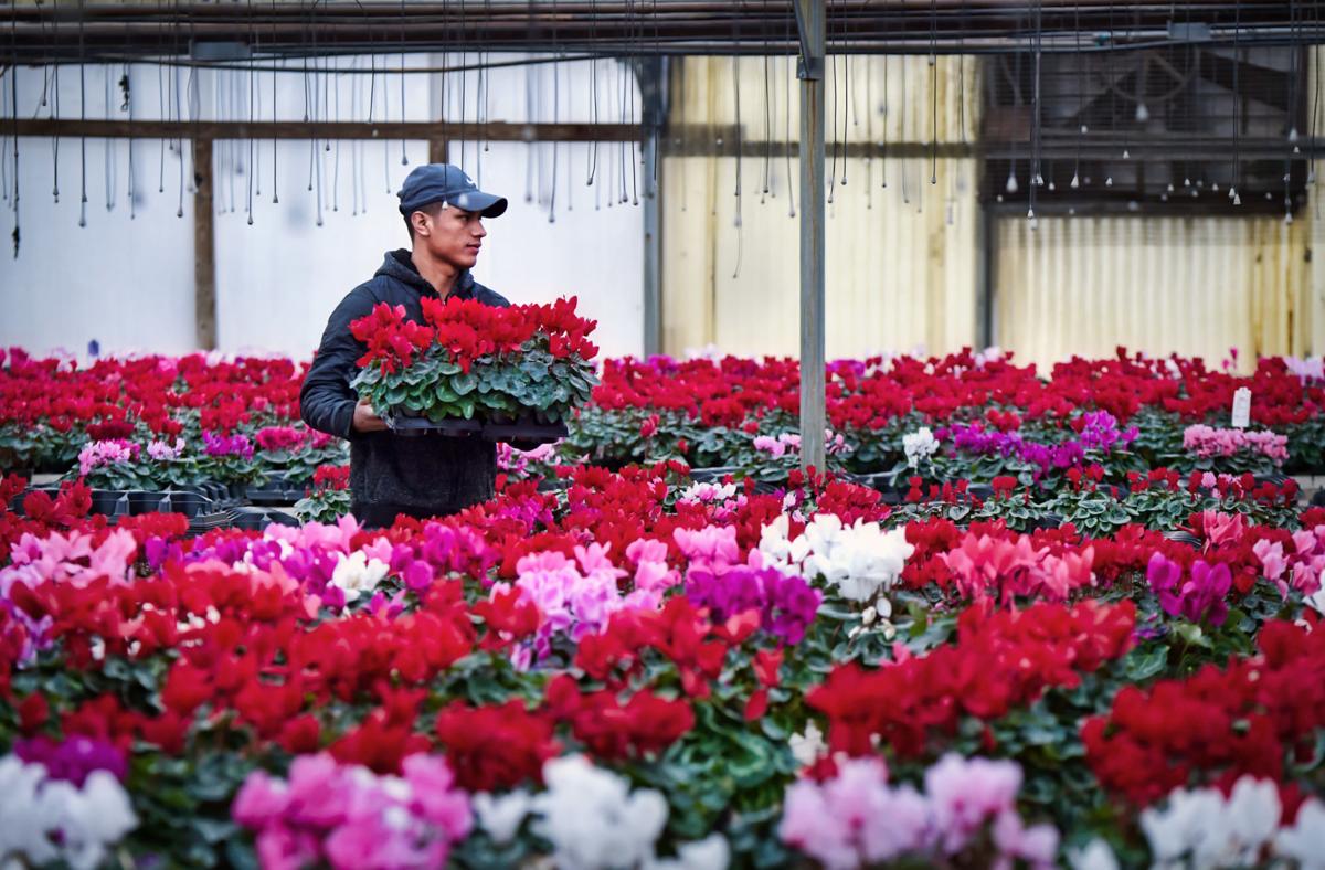 Peek inside the biggest greenhouses of Lancaster County, starting with