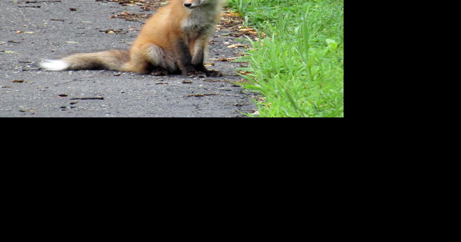 Genuine Various Animal Faces Fox Coyote Raccoon Skunk Muskrat Beaver – Full  On Cinema