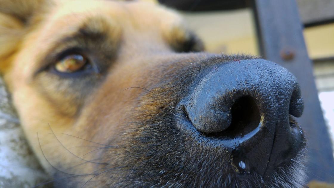 La gripe está en todas partes: debo estar preocupado acerca de la influenza canina ... - LancasterOnline 1 La gripe está en todas partes: debo estar preocupado acerca de la influenza canina ... - LancasterOnline 1