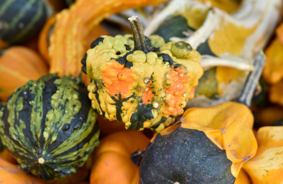 'Tis the season for decorative gourds, Lancaster County Food + Living