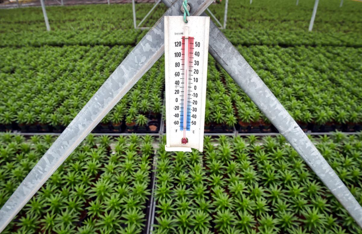 Peek inside the biggest greenhouses of Lancaster County, starting with