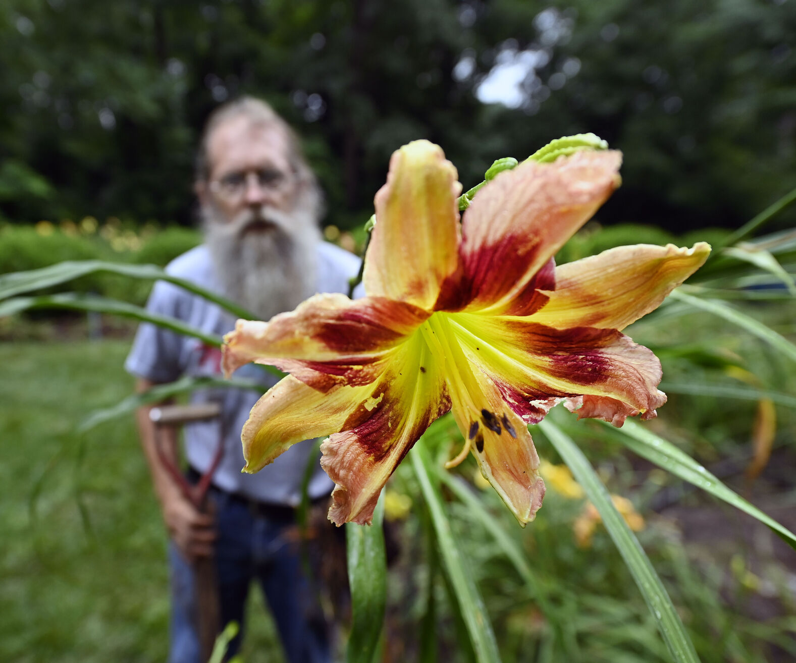 This award-winning daylily grower died at 83; here's how his