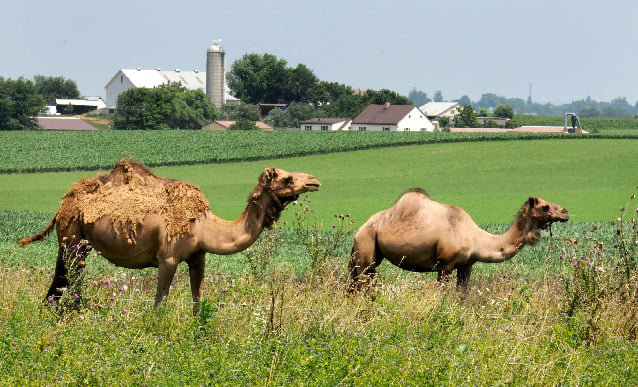 One hump or two Camels spotted grazing on Lancaster County farm