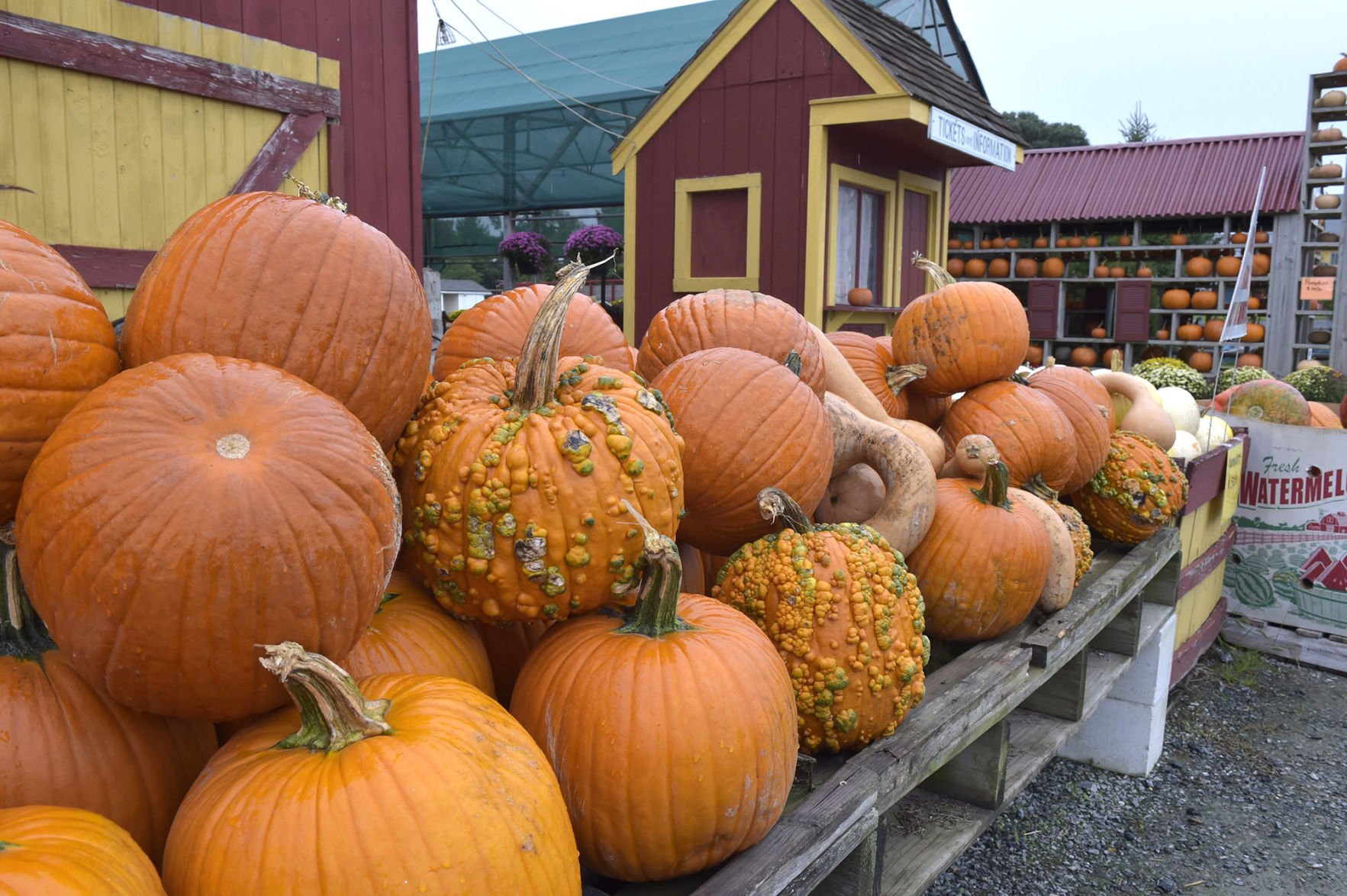 Pick Your Own Pumpkins At These 5 Farms In The Lancaster County Region ...