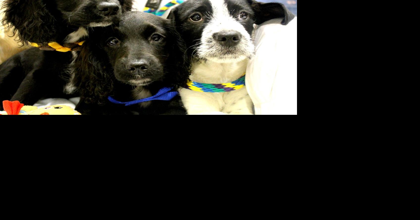 33 dogs seized from Kirkwood kennel; charges pending against owner for