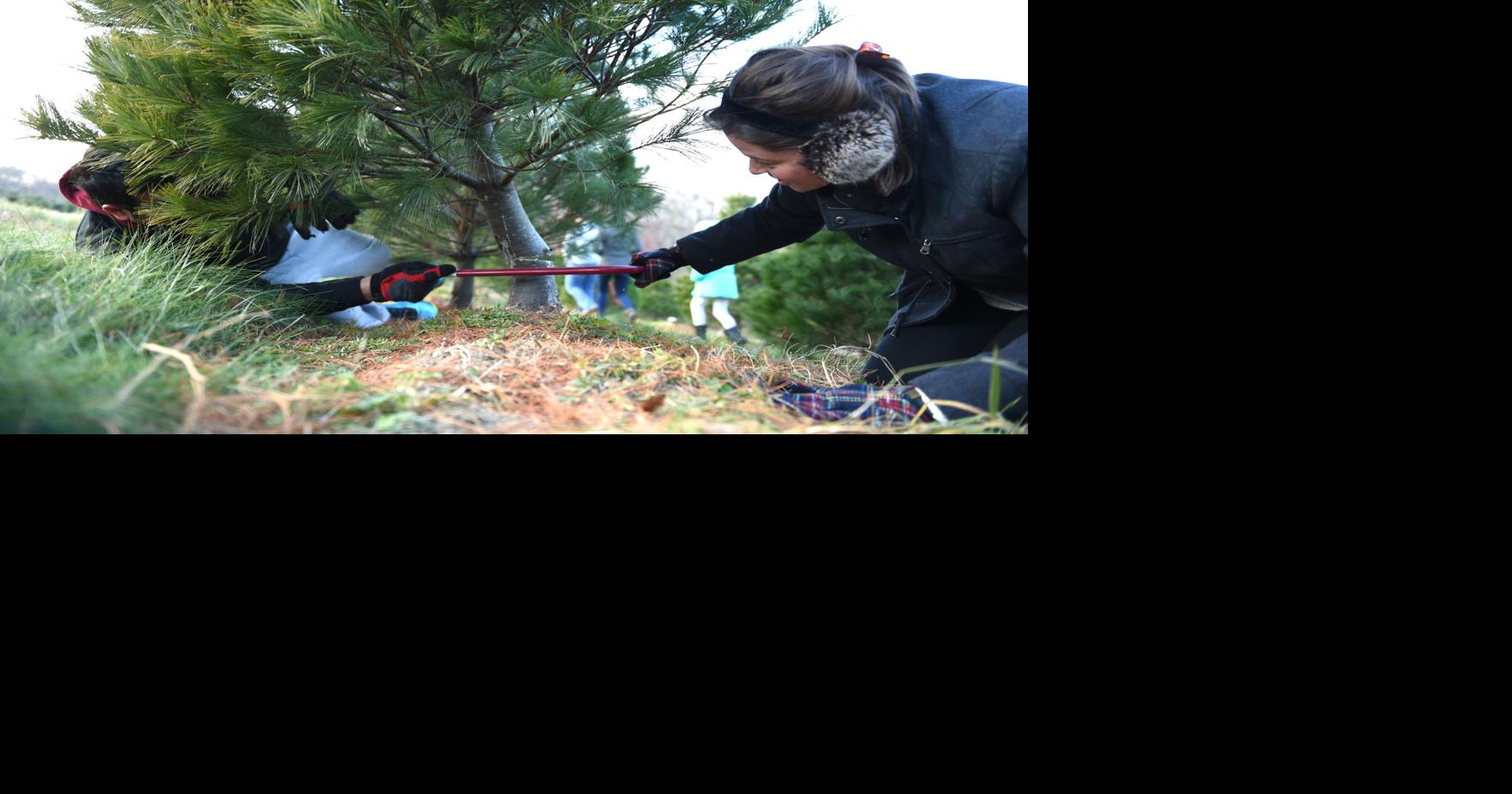 8 places to cut your own Christmas tree in Lancaster County | Together ...