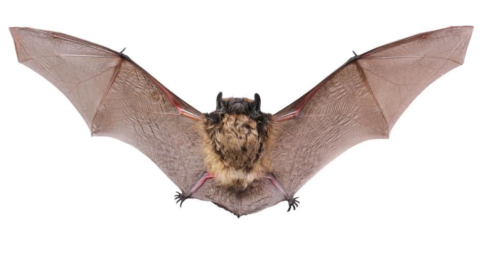 suficiente Específico orden How to lure and protect backyard bats (yes, it's a good thing) | Home &  Garden | lancasteronline.com