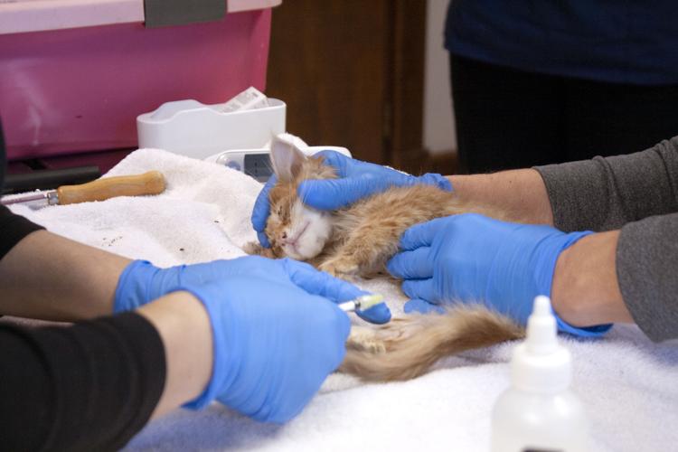 7 cats reportedly left in carriers Thursday in Lancaster's below