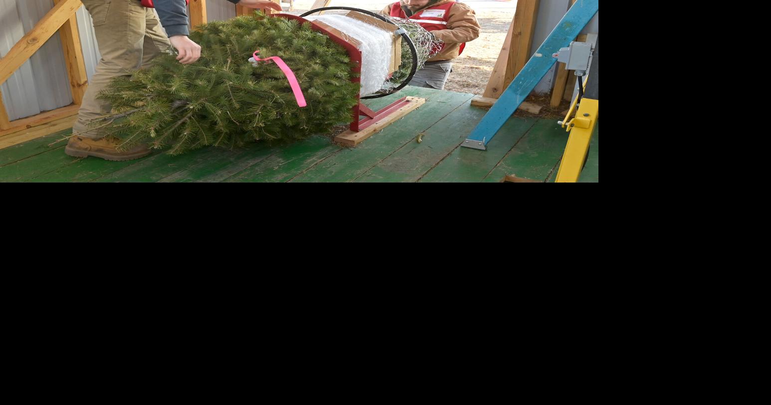 Natural Christmas trees prices are up — here's why Local Business