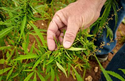 Pennsylvania re-opens application process to grow ...