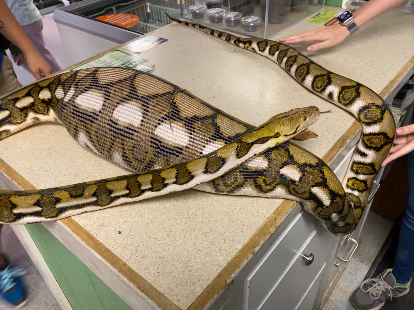 Residents Wrangled 8-foot Python Into A Trash Can, Rescuing It From The ...