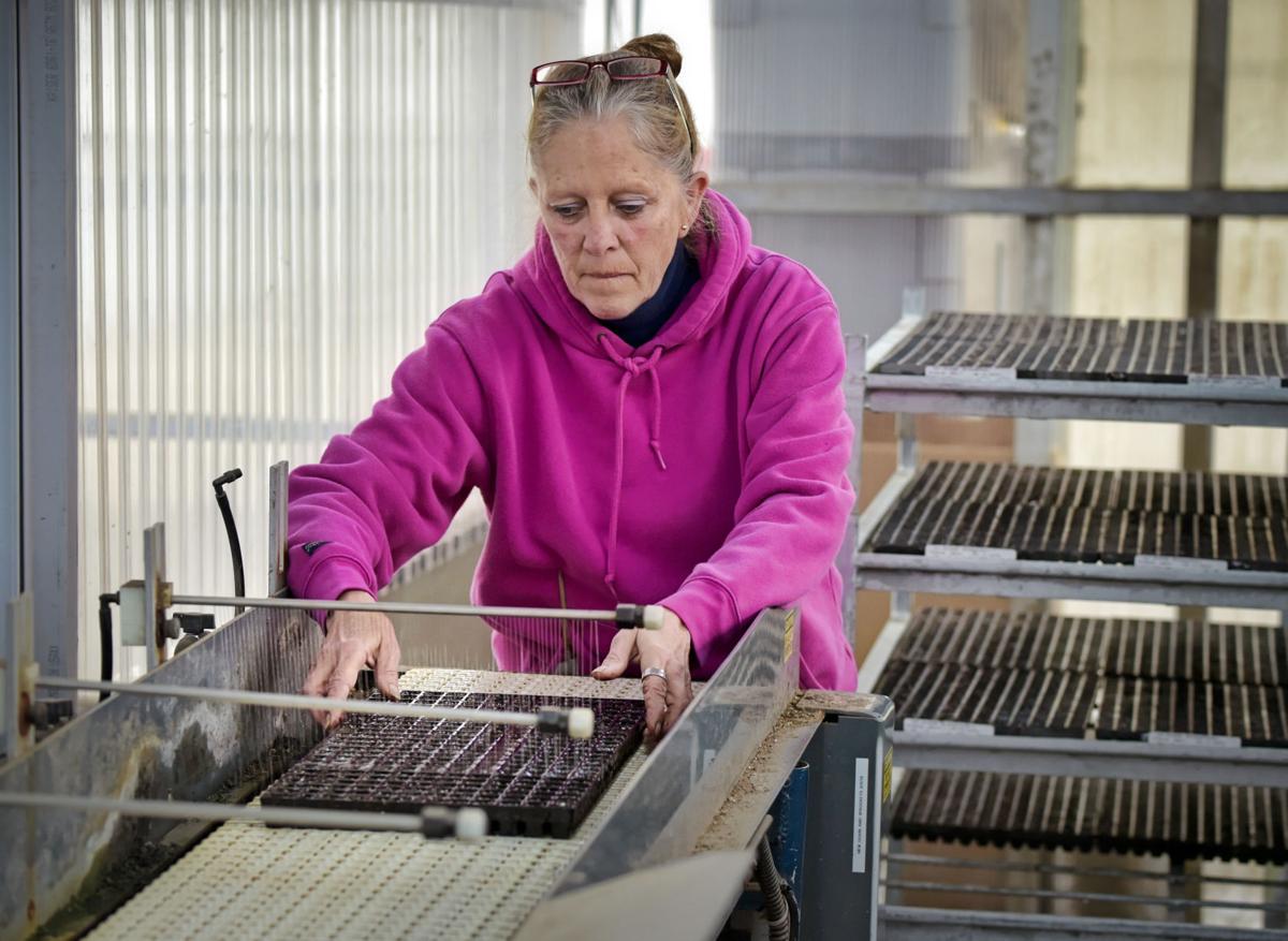 Peek inside the biggest greenhouses of Lancaster County, starting with