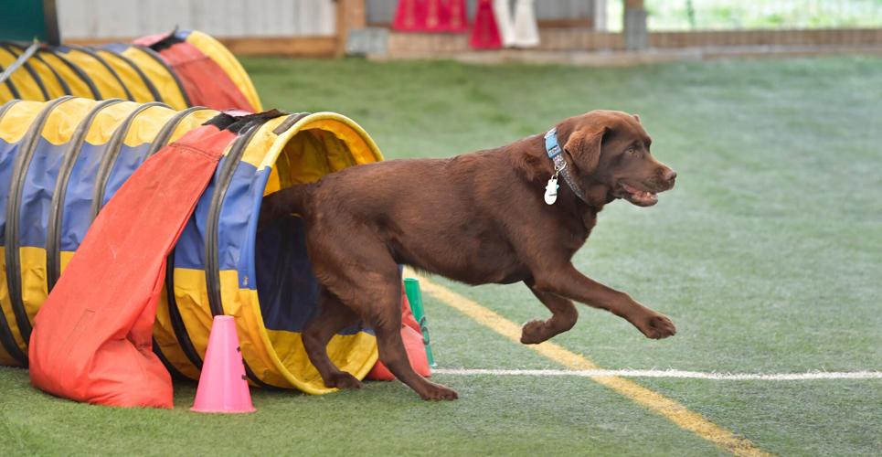 Rocky Creek Dog Agility 27.jpg