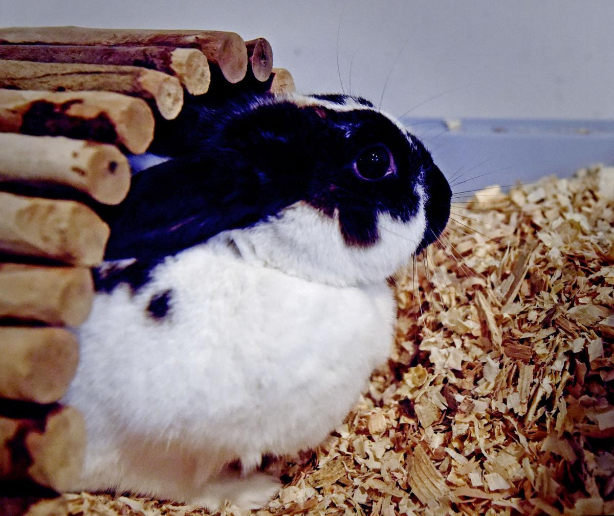 Pet of the week Adopt Buttercup, a 'very friendly' English spotted