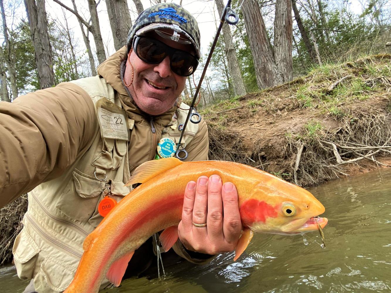 A stocked golden rainbow in one of Pennsylvania's wildest trout streams