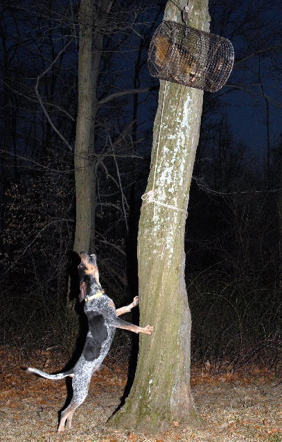 dog treeing a coon
