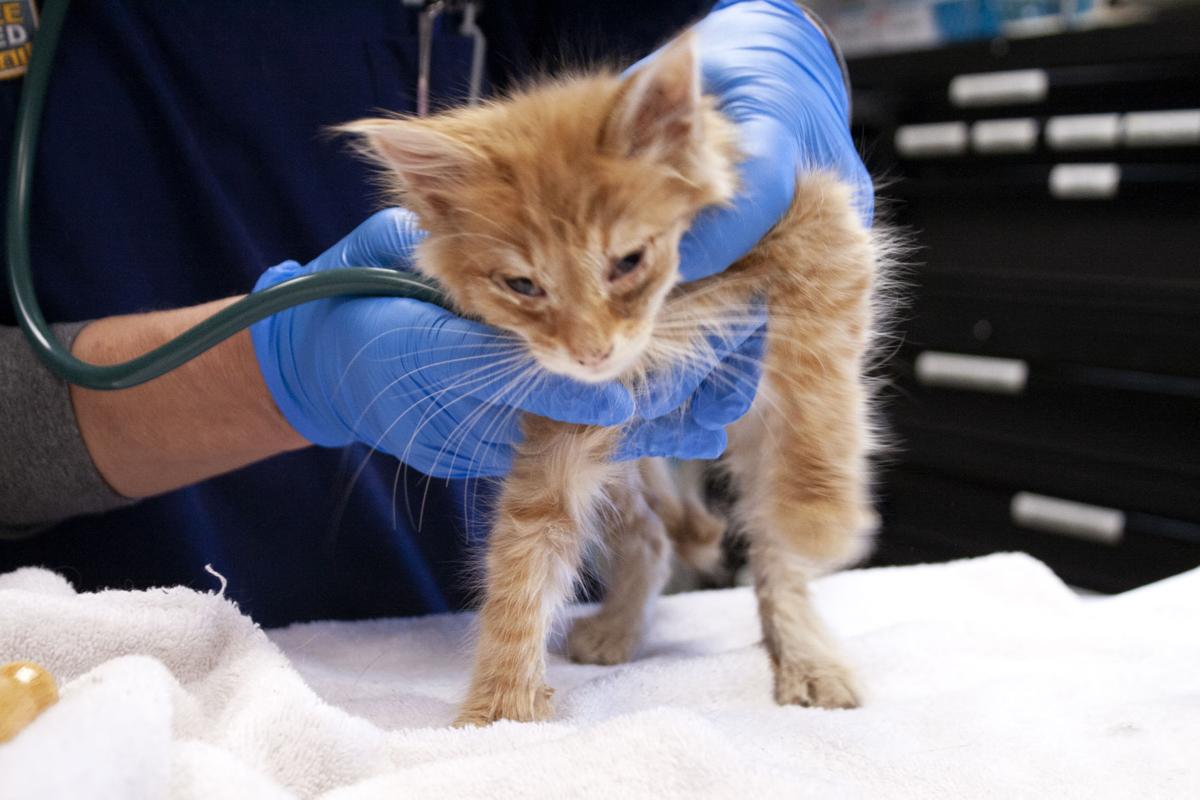 7 Cats Reportedly Left In Carriers Thursday In Lancaster S Below