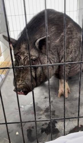 Gregory the pig Hamilton Park hunt 1