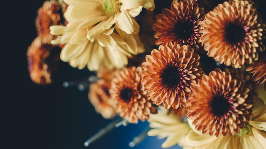 Make a Thanksgiving centerpiece, learn how to put your garden to bed: 66 things for plant fans to try in November | Home & Garden Make a Thanksgiving centerpiece, learn how to put your garden to bed: 66 things for plant fans to try in November | Home & Garden
