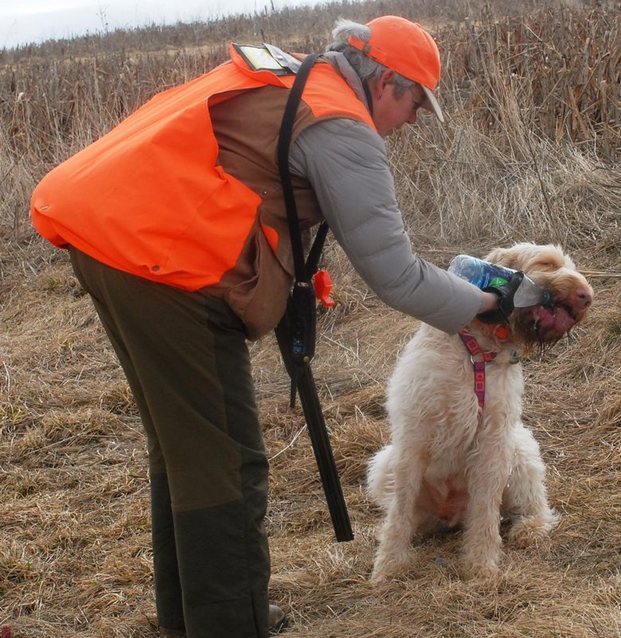 labradoodle pheasant hunting