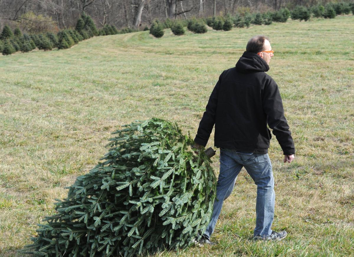 Where to cut your own Christmas tree in Lancaster County Local News