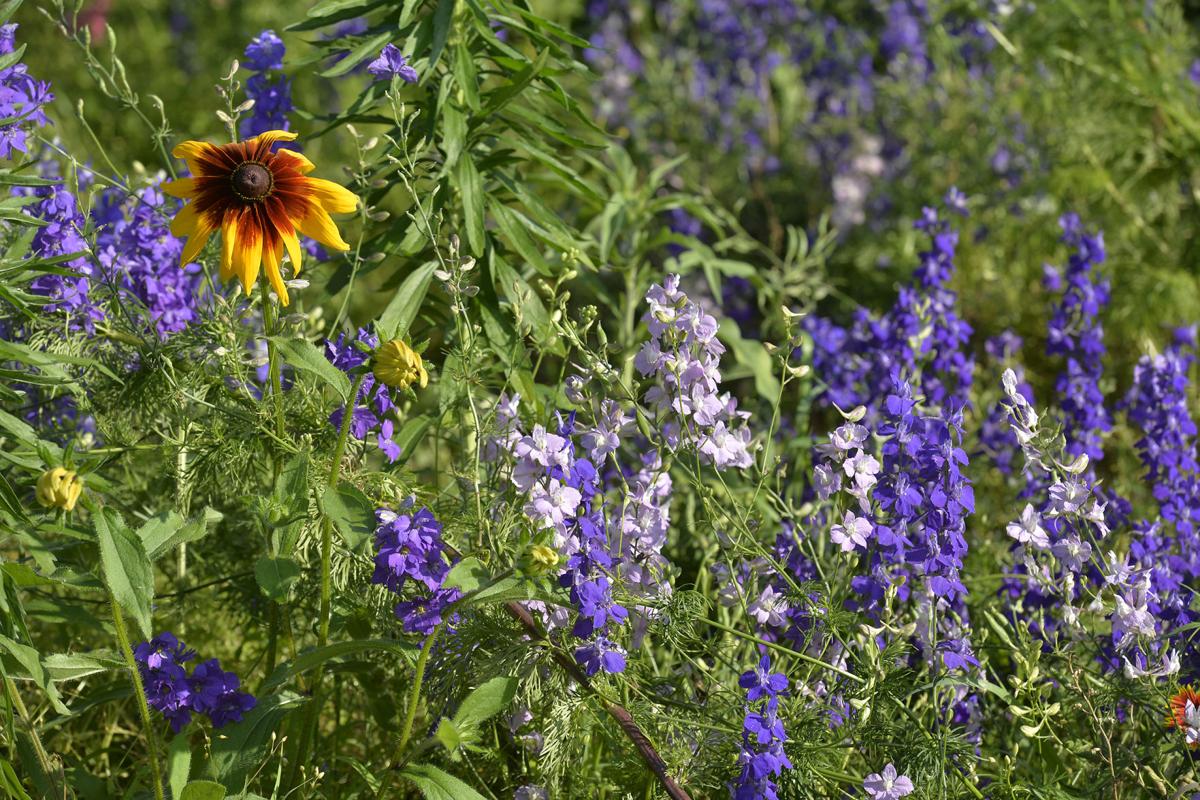 'Picking: no, Pictures: yes' at this serene pop-up flower ...