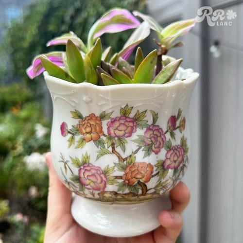 8 regional plant influencers to follow for gardening inspiration Home