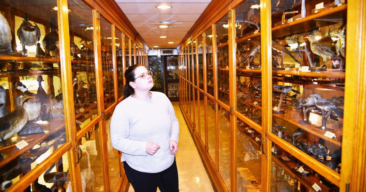 North Museum’s bird collection thanks to generations of amateur naturalists