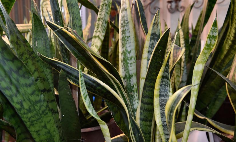 5 houseplants that are hard to kill [photos, video] | Home & Garden ...