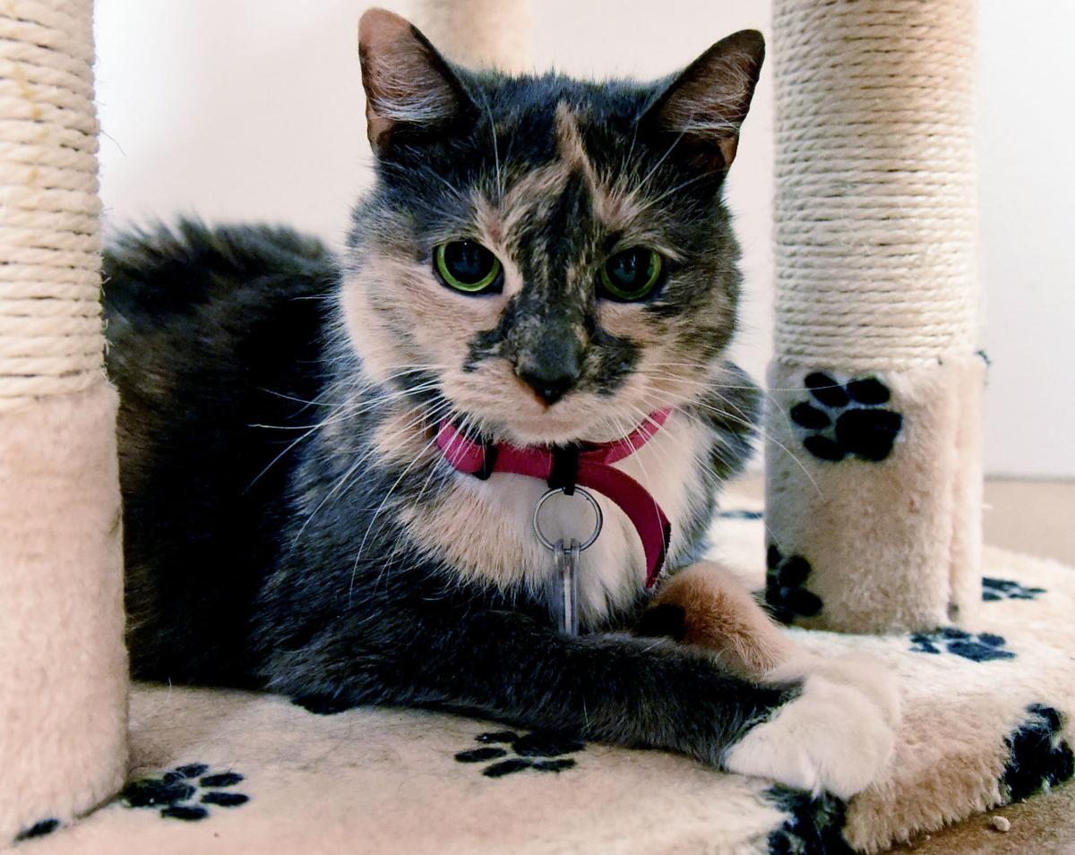 Pet Of The Week Adopt Fluffy An 11 Year Old Calico Cat Local