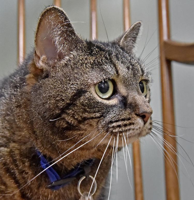 Pet of the week Adopt 10yearold Bella the tabby cat Local News